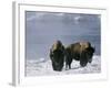 Norton Yellowstone-Laura Rauch-Framed Photographic Print