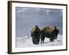 Norton Yellowstone-Laura Rauch-Framed Photographic Print