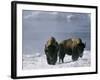 Norton Yellowstone-Laura Rauch-Framed Photographic Print