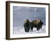 Norton Yellowstone-Laura Rauch-Framed Photographic Print