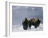 Norton Yellowstone-Laura Rauch-Framed Photographic Print