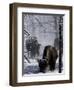 Norton Yellowstone-Laura Rauch-Framed Photographic Print