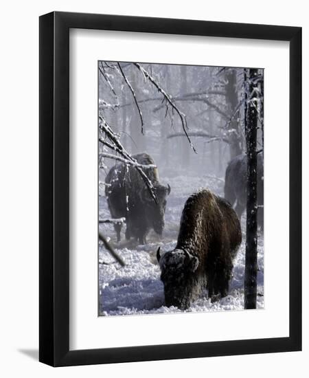 Norton Yellowstone-Laura Rauch-Framed Photographic Print