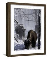 Norton Yellowstone-Laura Rauch-Framed Photographic Print