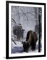 Norton Yellowstone-Laura Rauch-Framed Photographic Print