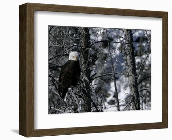 Norton Yellowstone-Laura Rauch-Framed Photographic Print