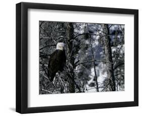 Norton Yellowstone-Laura Rauch-Framed Photographic Print