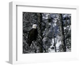 Norton Yellowstone-Laura Rauch-Framed Photographic Print