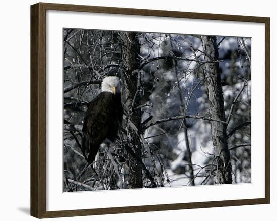 Norton Yellowstone-Laura Rauch-Framed Photographic Print