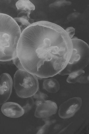 https://imgc.allpostersimages.com/img/posters/norwalk-aquarium-norwalk-connecticut-usa-captive-digitally-altered-jellyfish_u-L-Q1DIRC60.jpg?artPerspective=n
