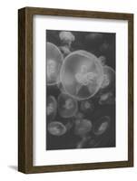 Norwalk Aquarium, Norwalk, Connecticut, USA Captive. Digitally altered. Jellyfish.-Karen Ann Sullivan-Framed Photographic Print