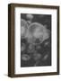 Norwalk Aquarium, Norwalk, Connecticut, USA Captive. Digitally altered. Jellyfish.-Karen Ann Sullivan-Framed Photographic Print