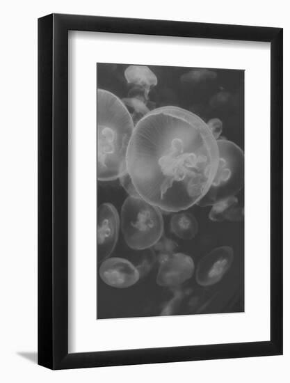 Norwalk Aquarium, Norwalk, Connecticut, USA Captive. Digitally altered. Jellyfish.-Karen Ann Sullivan-Framed Photographic Print