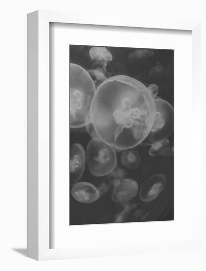 Norwalk Aquarium, Norwalk, Connecticut, USA Captive. Digitally altered. Jellyfish.-Karen Ann Sullivan-Framed Photographic Print