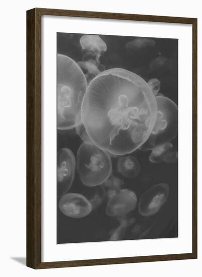 Norwalk Aquarium, Norwalk, Connecticut, USA Captive. Digitally altered. Jellyfish.-Karen Ann Sullivan-Framed Photographic Print