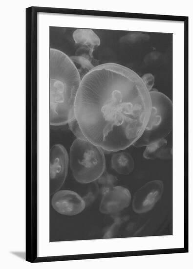 Norwalk Aquarium, Norwalk, Connecticut, USA Captive. Digitally altered. Jellyfish.-Karen Ann Sullivan-Framed Photographic Print