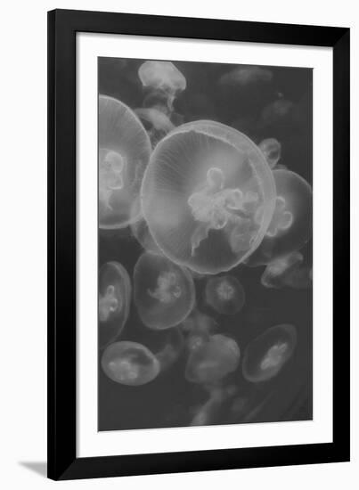 Norwalk Aquarium, Norwalk, Connecticut, USA Captive. Digitally altered. Jellyfish.-Karen Ann Sullivan-Framed Photographic Print