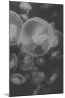 Norwalk Aquarium, Norwalk, Connecticut, USA Captive. Digitally altered. Jellyfish.-Karen Ann Sullivan-Mounted Photographic Print