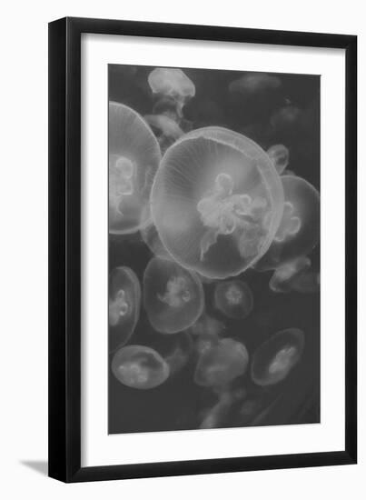 Norwalk Aquarium, Norwalk, Connecticut, USA Captive. Digitally altered. Jellyfish.-Karen Ann Sullivan-Framed Photographic Print