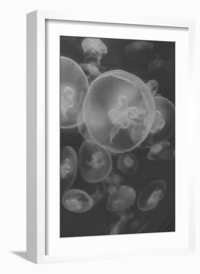 Norwalk Aquarium, Norwalk, Connecticut, USA Captive. Digitally altered. Jellyfish.-Karen Ann Sullivan-Framed Photographic Print