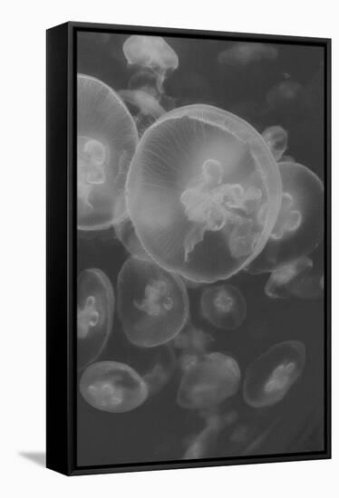 Norwalk Aquarium, Norwalk, Connecticut, USA Captive. Digitally altered. Jellyfish.-Karen Ann Sullivan-Framed Stretched Canvas
