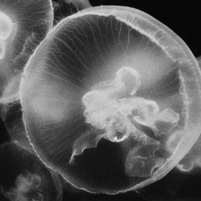 https://imgc.allpostersimages.com/img/posters/norwalk-aquarium-norwalk-connecticut-usa-captive-digitally-altered-jellyfish_u-L-Q1DISEM0.jpg?artPerspective=n