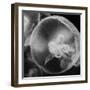 Norwalk Aquarium, Norwalk, Connecticut, USA Captive. Digitally altered. Jellyfish.-Karen Ann Sullivan-Framed Photographic Print