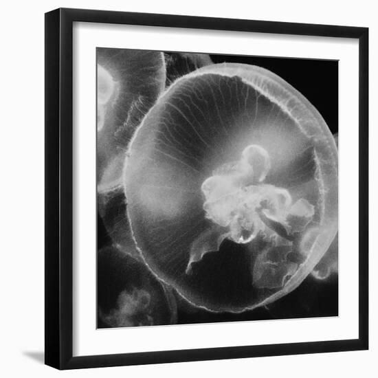 Norwalk Aquarium, Norwalk, Connecticut, USA Captive. Digitally altered. Jellyfish.-Karen Ann Sullivan-Framed Photographic Print