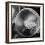 Norwalk Aquarium, Norwalk, Connecticut, USA Captive. Digitally altered. Jellyfish.-Karen Ann Sullivan-Framed Premium Photographic Print