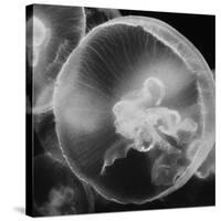 Norwalk Aquarium, Norwalk, Connecticut, USA Captive. Digitally altered. Jellyfish.-Karen Ann Sullivan-Stretched Canvas