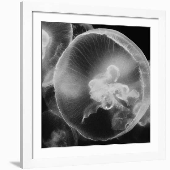 Norwalk Aquarium, Norwalk, Connecticut, USA Captive. Digitally altered. Jellyfish.-Karen Ann Sullivan-Framed Photographic Print