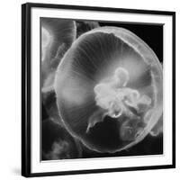 Norwalk Aquarium, Norwalk, Connecticut, USA Captive. Digitally altered. Jellyfish.-Karen Ann Sullivan-Framed Photographic Print