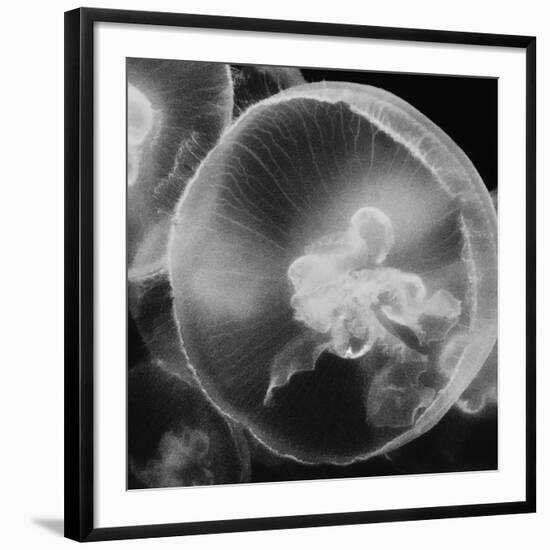 Norwalk Aquarium, Norwalk, Connecticut, USA Captive. Digitally altered. Jellyfish.-Karen Ann Sullivan-Framed Photographic Print