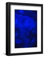 Norwalk, Connecticut, USA. Jellyfish in blue enclosure.-Karen Ann Sullivan-Framed Photographic Print