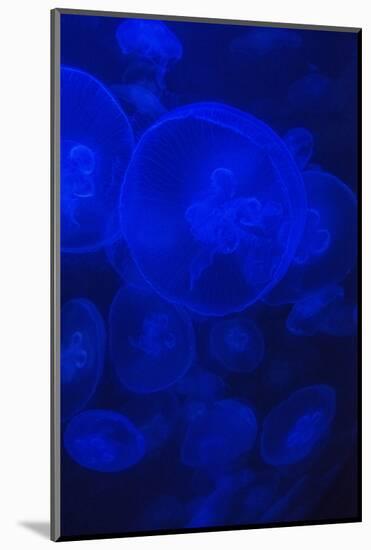 Norwalk, Connecticut, USA. Jellyfish in blue enclosure.-Karen Ann Sullivan-Mounted Photographic Print