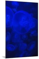 Norwalk, Connecticut, USA. Jellyfish in blue enclosure.-Karen Ann Sullivan-Mounted Photographic Print