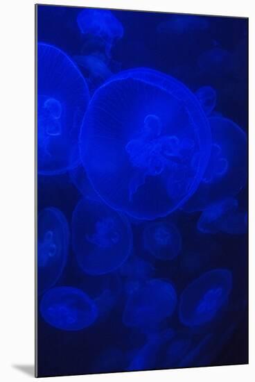 Norwalk, Connecticut, USA. Jellyfish in blue enclosure.-Karen Ann Sullivan-Mounted Photographic Print