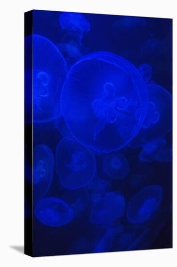 Norwalk, Connecticut, USA. Jellyfish in blue enclosure.-Karen Ann Sullivan-Stretched Canvas