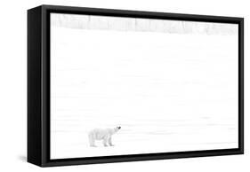 Norway, Arctic Ocean, Svalbard. Polar Bear on Ice Shelf-Bill Young-Framed Stretched Canvas