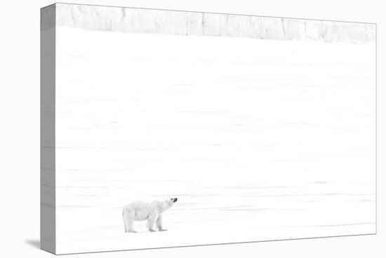 Norway, Arctic Ocean, Svalbard. Polar Bear on Ice Shelf-Bill Young-Stretched Canvas