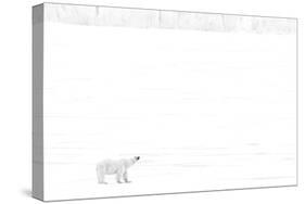 Norway, Arctic Ocean, Svalbard. Polar Bear on Ice Shelf-Bill Young-Stretched Canvas