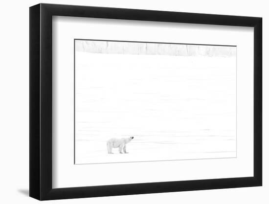 Norway, Arctic Ocean, Svalbard. Polar Bear on Ice Shelf-Bill Young-Framed Photographic Print