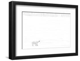 Norway, Arctic Ocean, Svalbard. Polar Bear on Ice Shelf-Bill Young-Framed Photographic Print