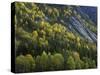 Norway, Aust-Agder, Setesdal, Autumn Forest at the Abrated Granite Slopes of the Setesdal Valley-Andreas Keil-Stretched Canvas