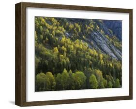 Norway, Aust-Agder, Setesdal, Autumn Forest at the Abrated Granite Slopes of the Setesdal Valley-Andreas Keil-Framed Photographic Print