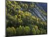 Norway, Aust-Agder, Setesdal, Autumn Forest at the Abrated Granite Slopes of the Setesdal Valley-Andreas Keil-Mounted Photographic Print