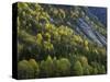 Norway, Aust-Agder, Setesdal, Autumn Forest at the Abrated Granite Slopes of the Setesdal Valley-Andreas Keil-Stretched Canvas