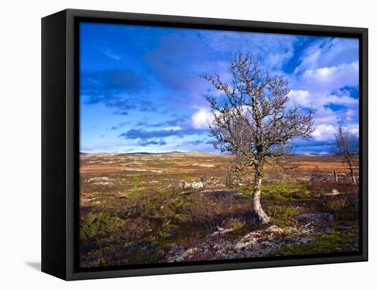 Norway, Autumn Fjellbirken at Mountain Lake in Grotli-K. Schlierbach-Framed Stretched Canvas