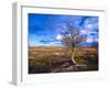 Norway, Autumn Fjellbirken at Mountain Lake in Grotli-K. Schlierbach-Framed Photographic Print