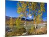 Norway, Autumn Fjellbirken at Mountain Lake in Grotli-K. Schlierbach-Mounted Photographic Print